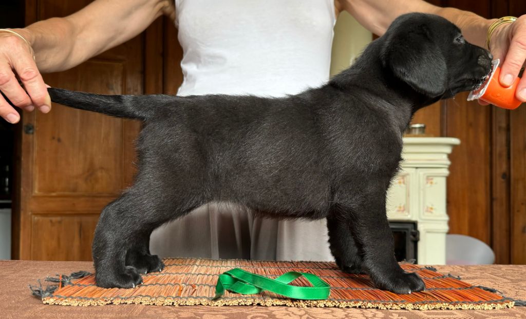 de la garenne aux eglantines - Chiot disponible  - Labrador Retriever