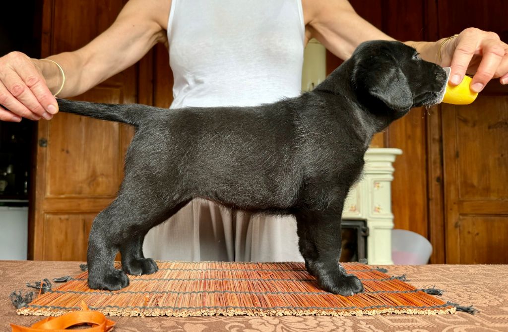 de la garenne aux eglantines - Chiot disponible  - Labrador Retriever