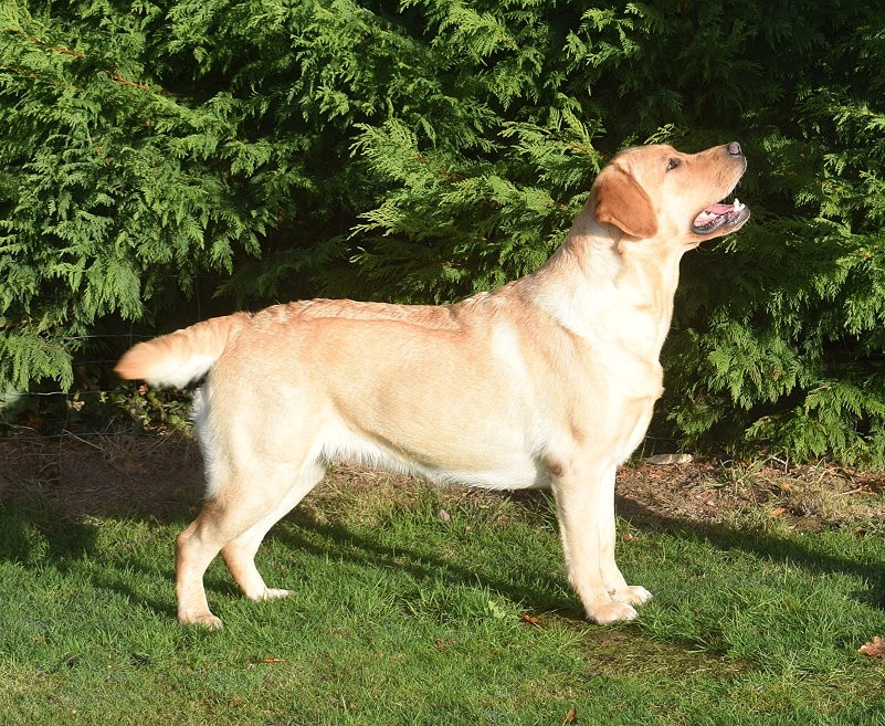 Nanou de la garenne aux eglantines