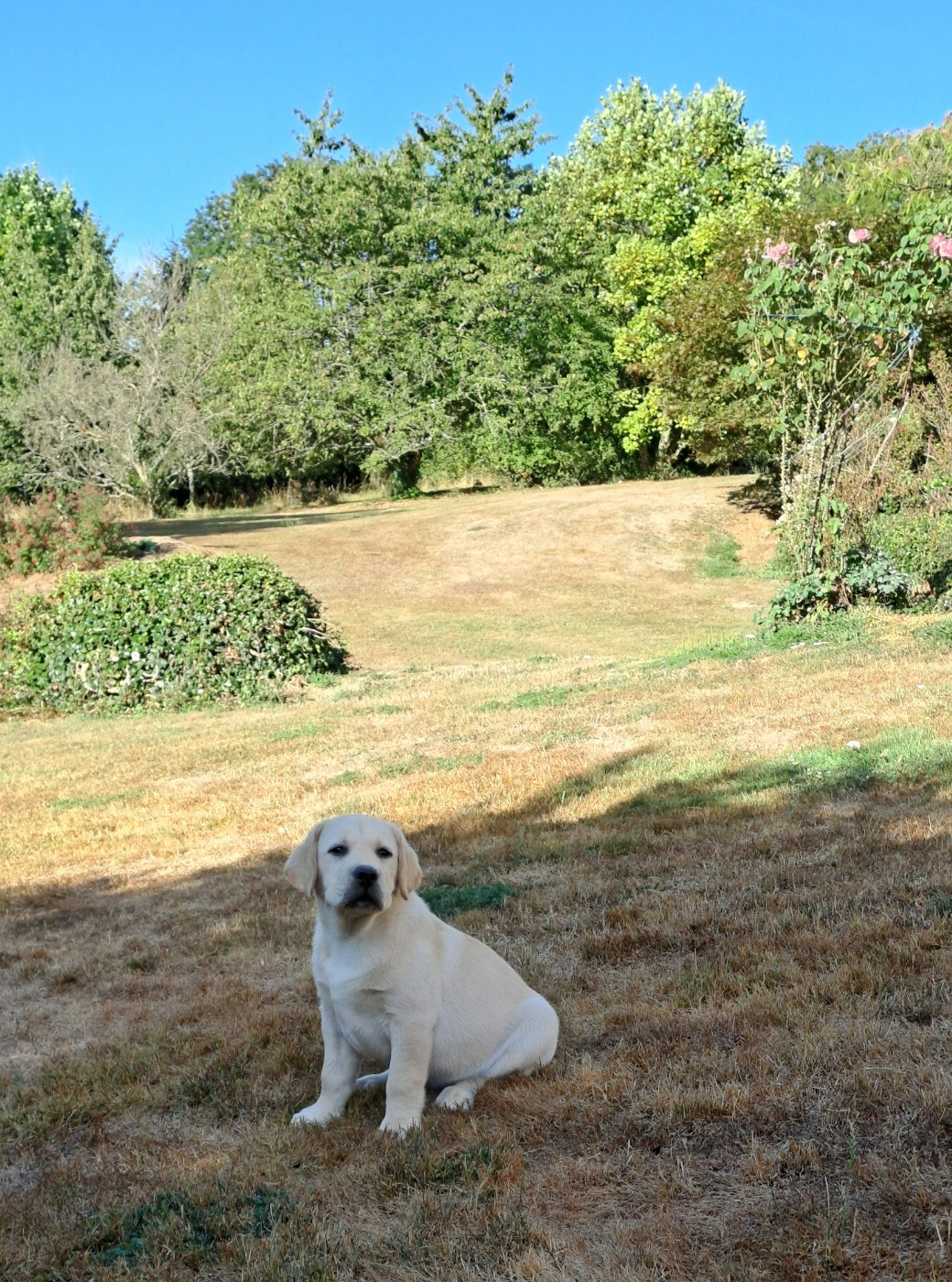Bébé Attentif